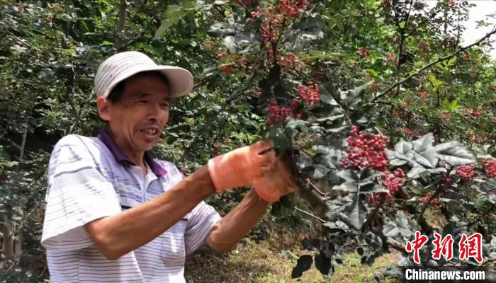 河北武安：千亩花椒喜丰收椒香洒满致富路