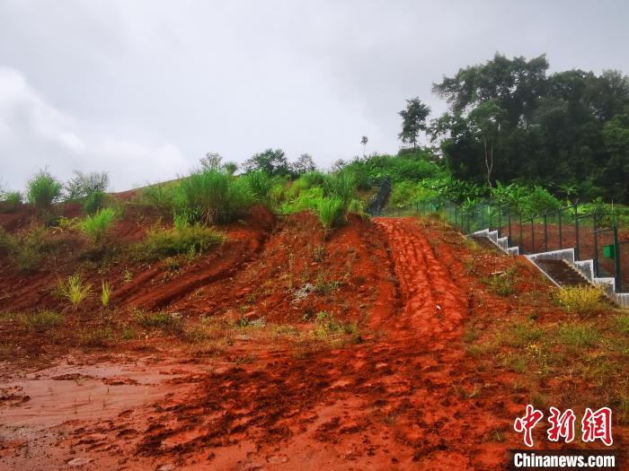 中老边境云南磨憨：13头亚洲象“参观”边检一线执勤点