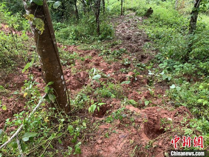 图为亚洲象留下的足迹。　磨憨边检站供图