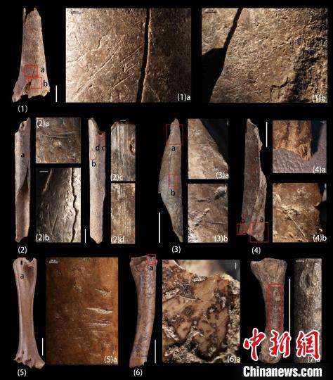 鸟类骨骼表面的切割痕迹 (123ab,4b,567a)、劈裂痕迹(4a)及刮削痕迹(2cd)。 中科院古脊椎所 供图 鸟类骨骼表面的切割痕迹 (123ab,4b,567a)、劈裂痕迹(4a)及刮削痕迹(2cd)。 中科院古脊椎所 供图