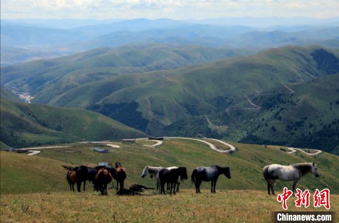 上蓝天路的草场。　王磊 摄