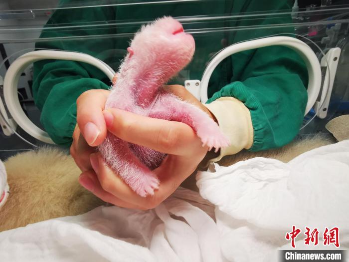 全球最重的大熊猫宝宝在中国大熊猫保护研究中心诞生