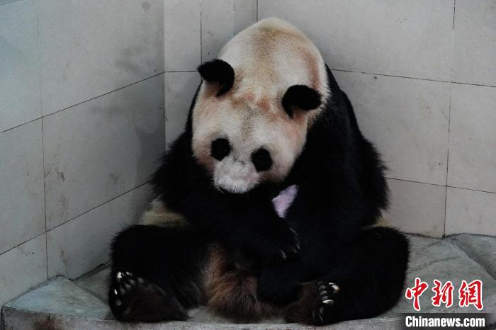 大熊猫“翠翠”带仔。　李传有 摄