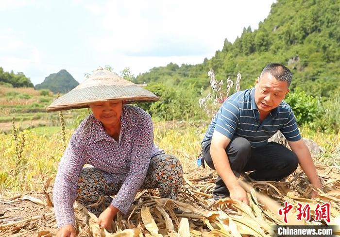 湖南东安改种荞麦7000亩度旱杜绝抛荒稳产稳收