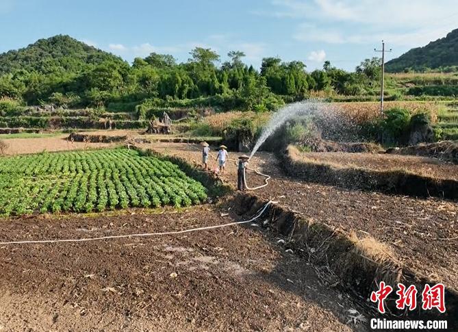 村民为改种农作物浇水。　 唐游光 摄