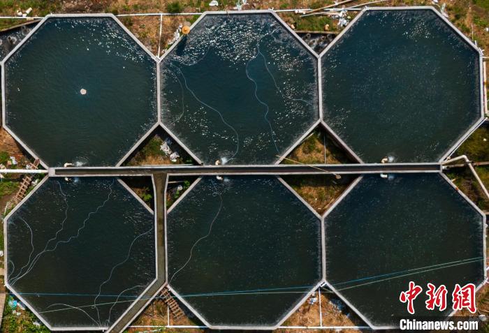 江西定南：“海归”返乡创业村中山泉养出“致富鱼”