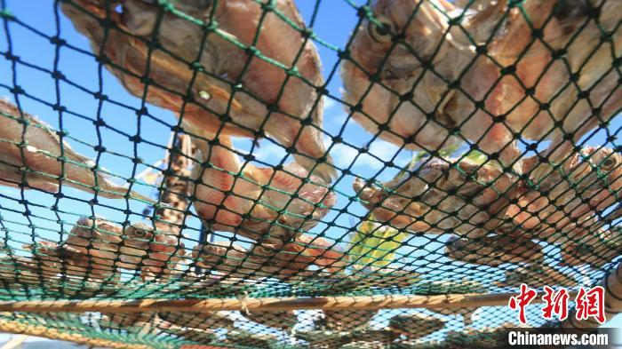 渔民将鱼鲞铺陈在特制的晾晒网上 吴立高供图