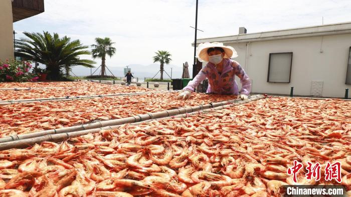 渔嫂正在晾晒嫣红的对虾 吴立高供图