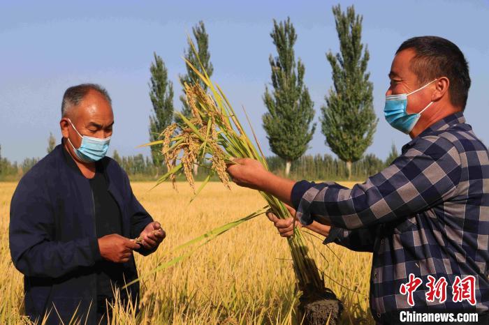 新疆博湖：千亩稻田披金甲稻花香里说丰年