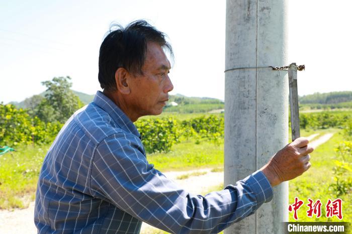 侯明智在查看果园温度计。　王伟臣 摄