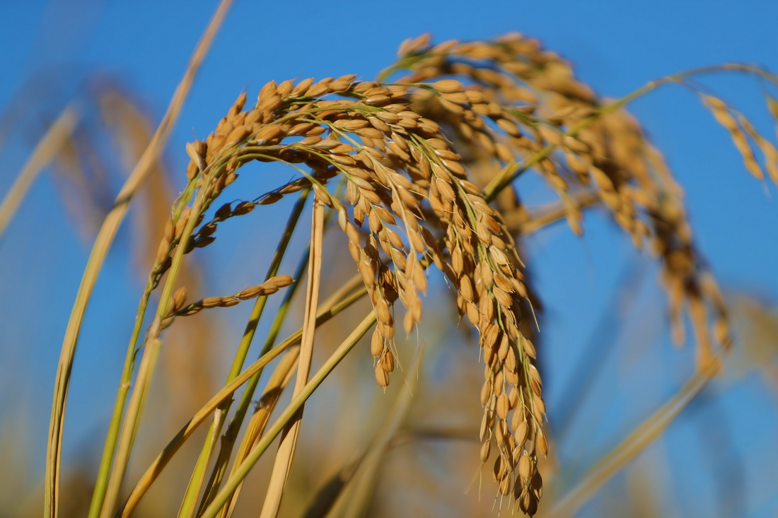 10月18日在辽宁沈阳市沈北新区兴隆台镇青年农场拍摄的成熟的水稻。