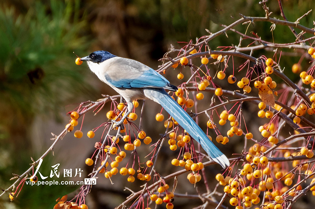 河北宣化：洋河之畔 天寒鸟欢