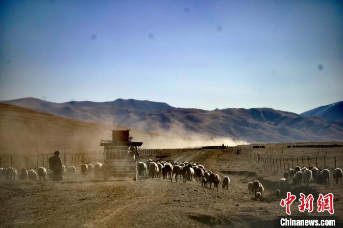 图为牛羊转场。　河南县委宣传部 供图