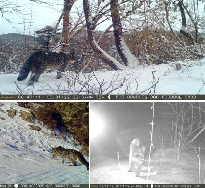 多种颜色金猫亮相秦岭林区被称为“森林里的战神”