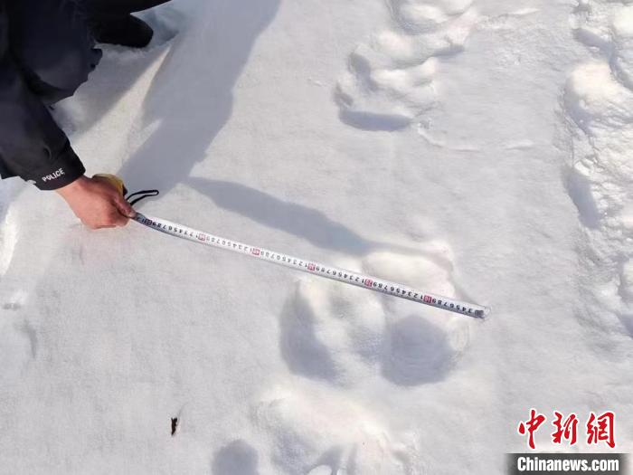 吉林天桥岭频现野生东北虎出没痕迹