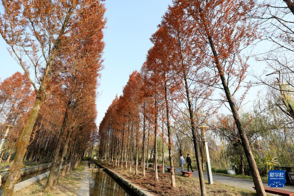 12月23日，在湖南省资兴市东江湾城市公园，游客在水杉树下游玩。