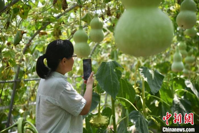 资料图：山西太原王吴村秀出农村“高颜值”的同时，村民生活迈向“高品质”。图为该村种植大棚。　赵娟 摄