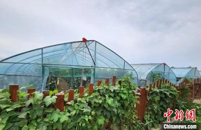 一位农村领头雁的心声：让村民在家门口端起“幸福饭碗”