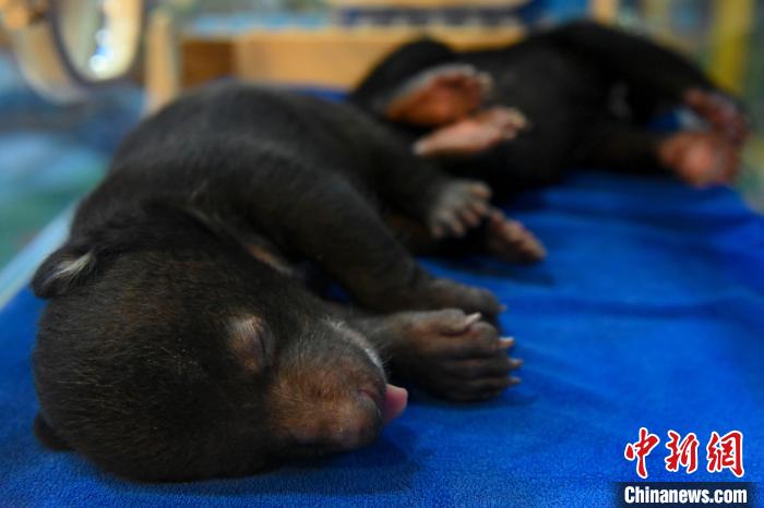 广州长隆展出“熊熊天团”两对双胞胎“熊宝”首次亮相