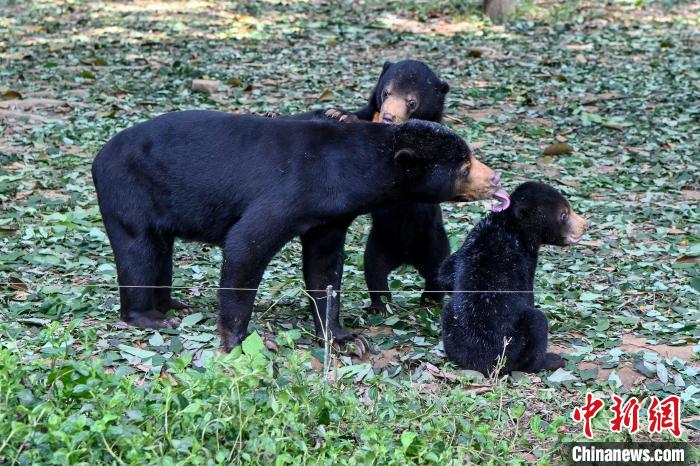 广州长隆野生动物世界18日开启为期一个月的“超级熊熊节”,集结“熊熊天团”亮相。图为马来熊。 陈骥旻 摄 广州长隆野生动物世界18日开启为期一个月的“超级熊熊节”,集结“熊熊天团”亮相。图为马来熊。 陈骥旻 摄