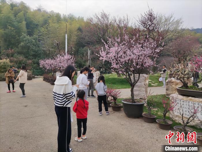 台胞台属欣赏梅花 王全 供图 台胞台属欣赏梅花 王全 供图