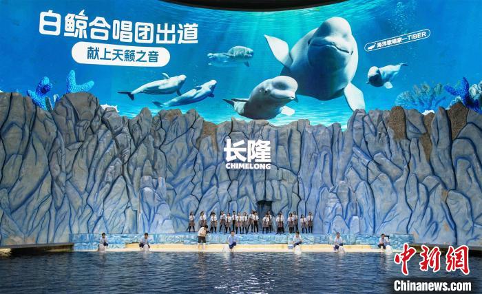 世界鲸鱼日珠海长隆白鲸为“星星的孩子”开唱