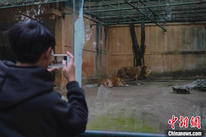 图为游客到柳州动物园看狮子。 韦国政 摄 图为游客到柳州动物园看狮子。 韦国政 摄