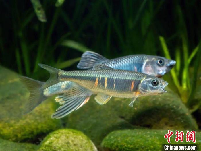 杭州余杭发现鱼类新物种苕溪鱲