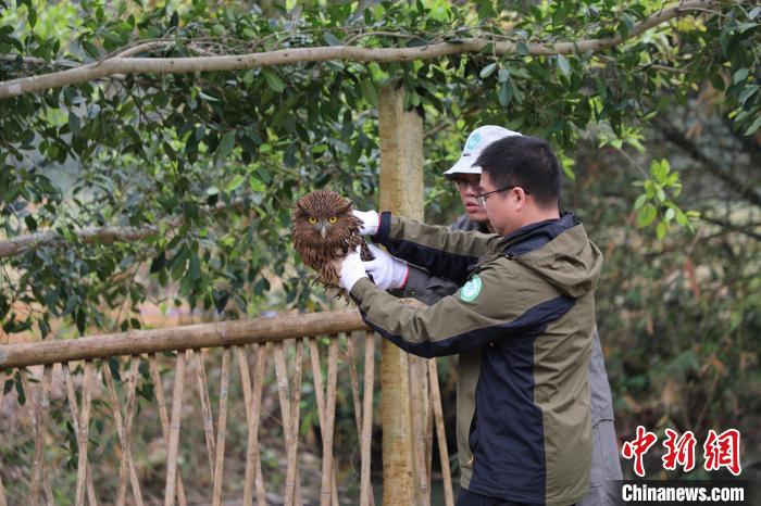 国家二级保护动物褐渔鸮在广西龙州放归大自然
