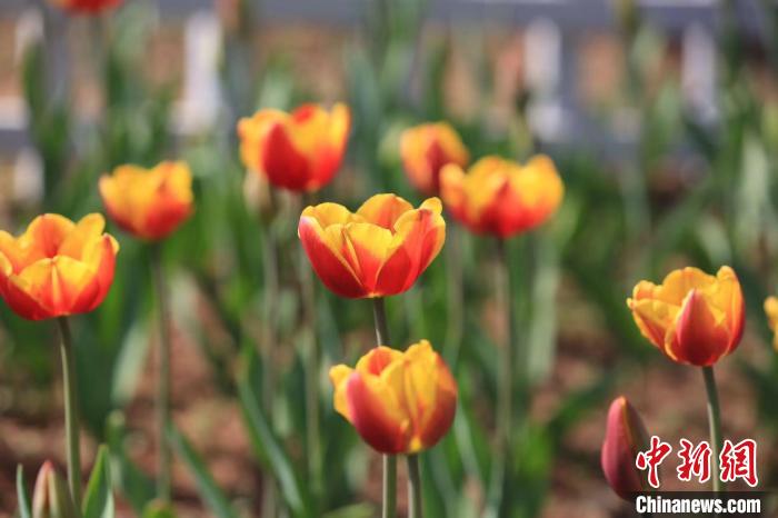 “黑郁金香”是什么颜色？35万余株花卉南京竞相绽放