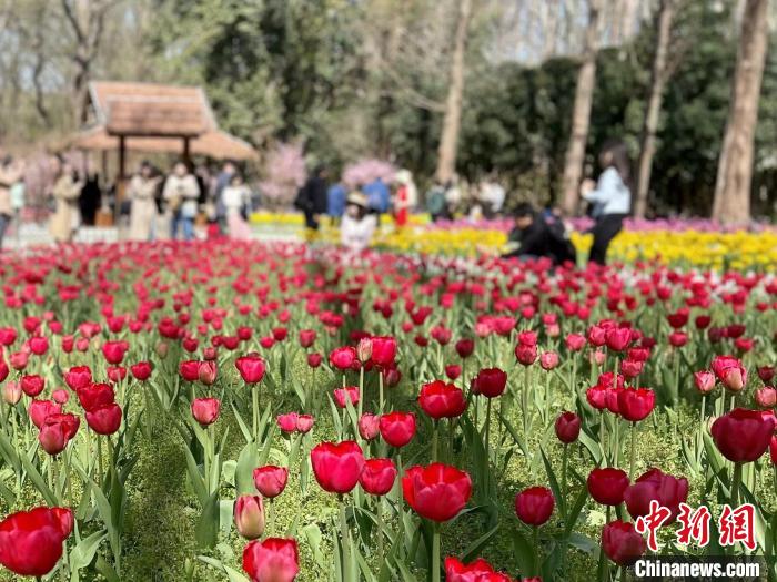 江南的三月，莺飞草长，正是踏青好时节。　徐珊珊 摄