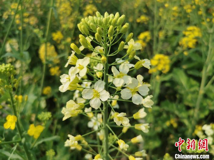 付东辉团队培养出的彩色油菜花(青白色)。　熊锦阳 摄