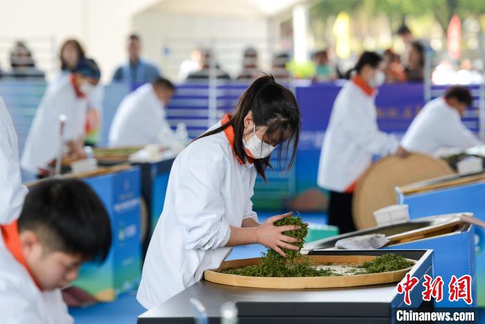 图为选手在手工制茶比赛中。　何蓬磊 摄