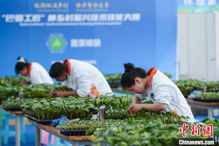 图为选手在蔬菜嫁接比赛中。　何蓬磊 摄