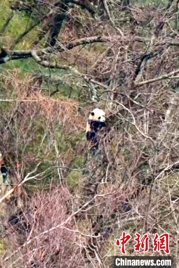 大熊猫国家公园唐家河片区拍到大熊猫“练功”