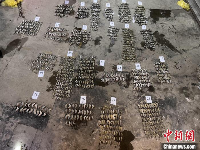 图为鳄鱼爪铺满空地。 邓敦宇 摄 图为鳄鱼爪铺满空地。 邓敦宇 摄