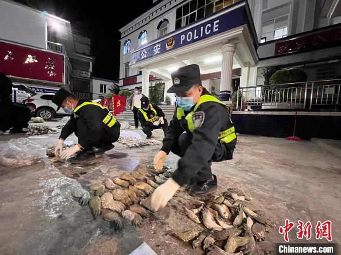 图为移民管理警察对鳄鱼爪进行清点查验。 邓敦宇 摄 图为移民管理警察对鳄鱼爪进行清点查验。 邓敦宇 摄