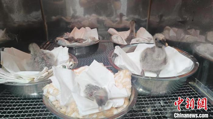 陕西汉中朱鹮保护区今年已人工繁育5只朱鹮宝宝