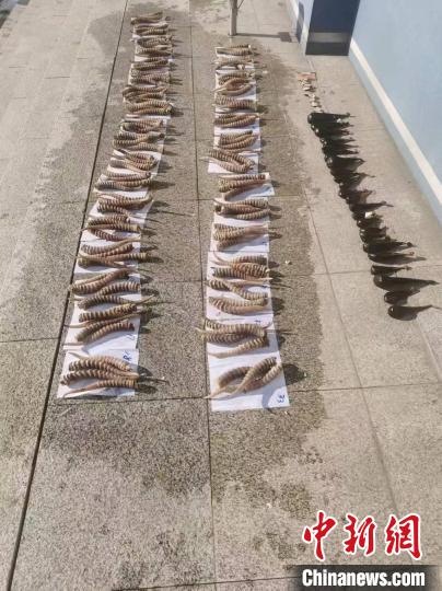 黑龙江破获特大走私珍贵动物制品案案值6588.8万元