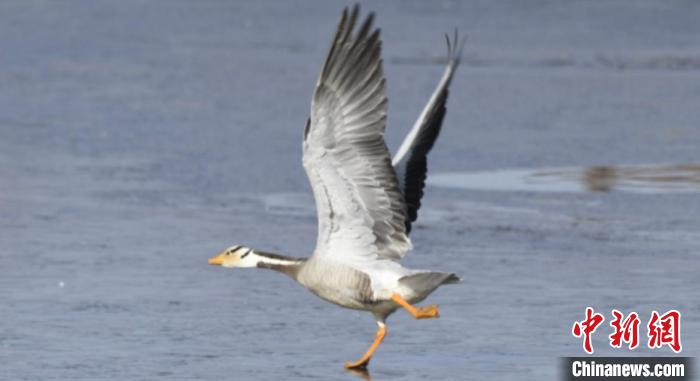 青海隆宝滩斑头雁数量超过其全球种群数量1%