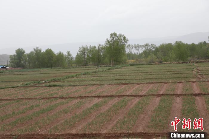 苏青协作“山海情”跨越江河助高原“土乡”走富裕之路