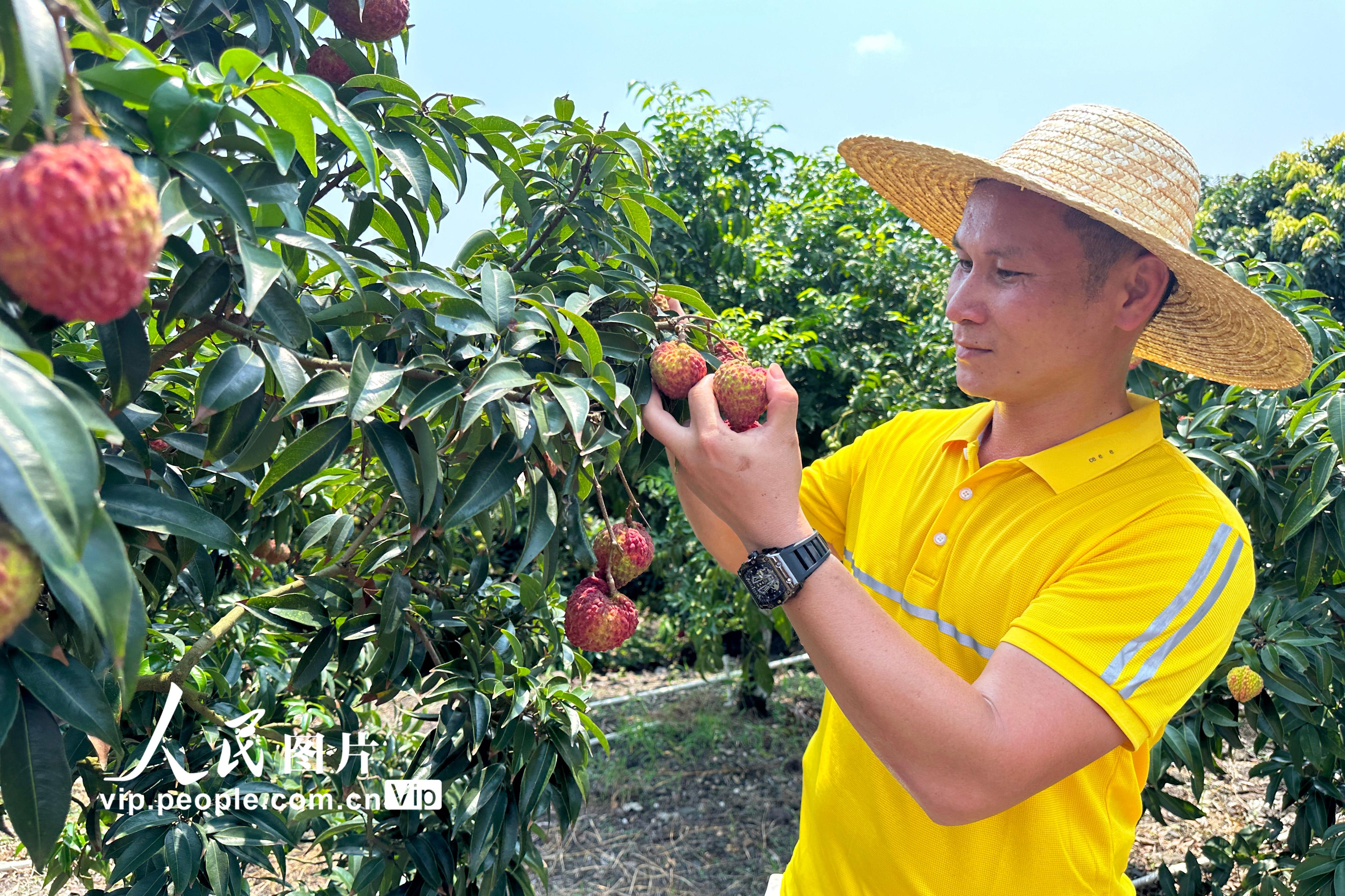  2023年5月22日，眼下正是“火山荔枝”集中上市的季节，海南省海口市秀英区永兴镇，荔农正在加紧采摘“火山荔枝”销往全国。