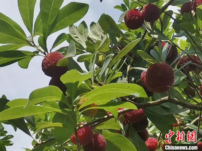 遇见福建：“梅”好时光迎客来