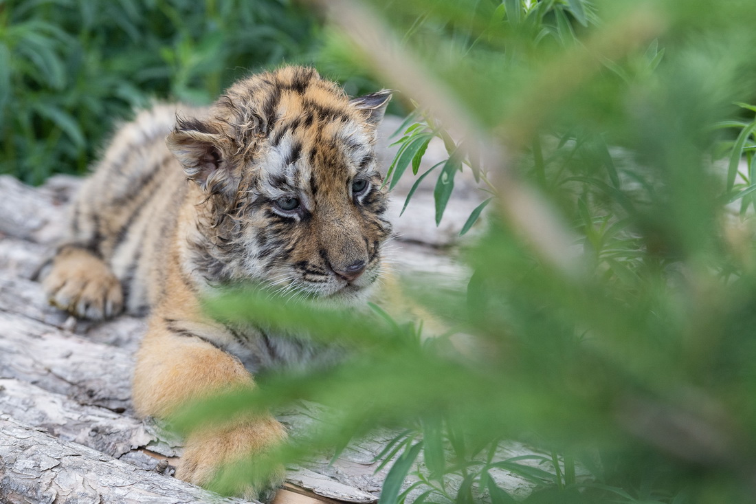 6月13日，黑龙江东北虎林园的东北虎幼崽在室外活动。新华社记者 谢剑飞 摄