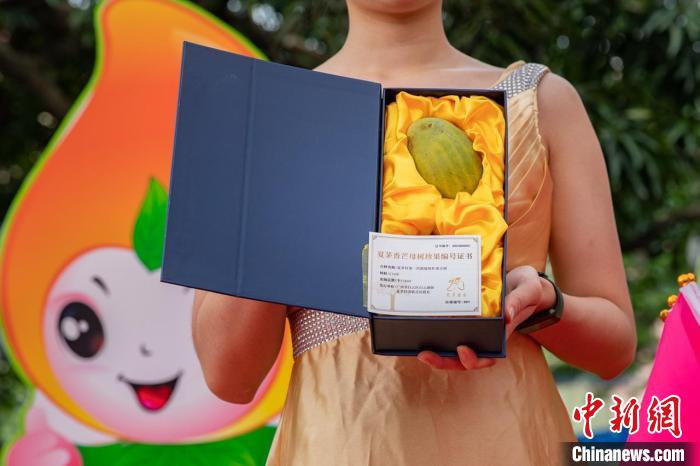 开摘仪式中收获的夏茅香芒母树珍果 石建华 摄 开摘仪式中收获的夏茅香芒母树珍果 石建华 摄