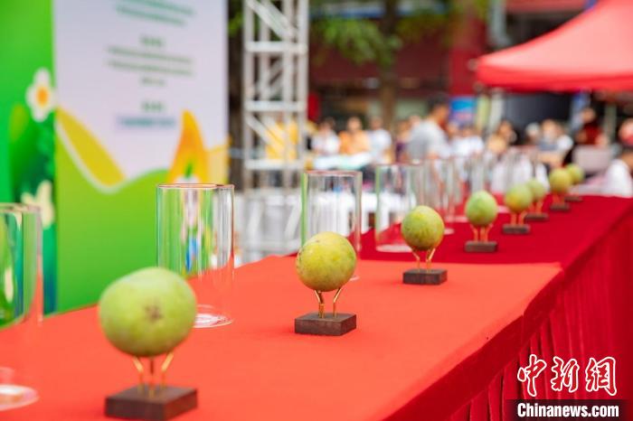 广州近三百岁白云夏茅香芒开摘吸引民众打卡围观