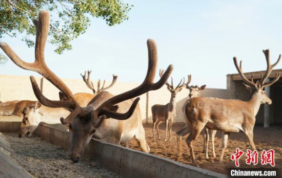 当地通过全基因组关联分析和基因组选择的方法，培育高产的塔河马鹿。 史瑞霞 摄