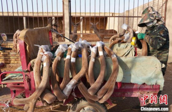 铁门关市兴顺源畜牧养殖农民专业合作社社员正在为鹿茸登记信息。 王晶 摄