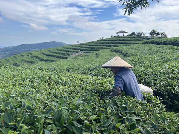 茶农正在茶园中采茶。人民网 高清扬摄