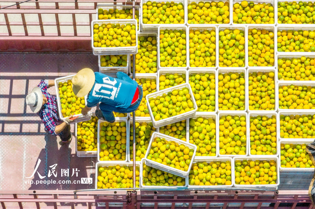 2023年7月17日，秭归县泄滩乡坊家山村村民对刚收获的夏橙进行装车。